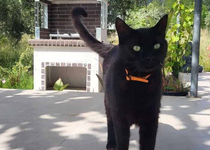 Ioannis - Gemuetliches Im Olivenhain Case de vacanță *